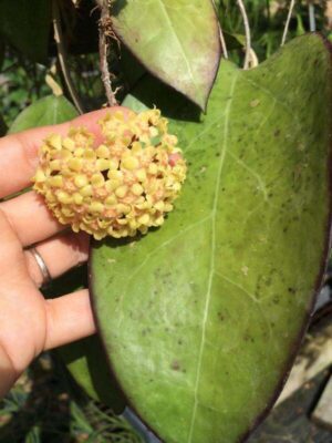 Hoya vitellina IML 0452 (4" pot) - Image 6