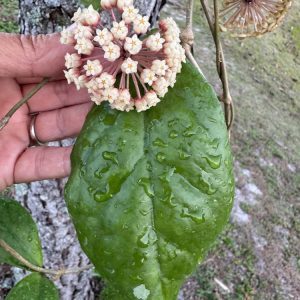 Hoya 'Waffle Queen' RHM-1022 (3.5" pot)