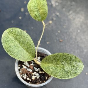 Hoya sp. (Kapuas Hulu, Silver) (1) (3" pot)