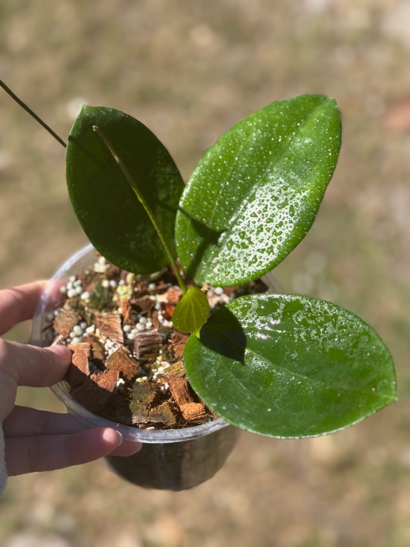 Hoya 'Idaho' MB 1432 (5" pot) - Image 7