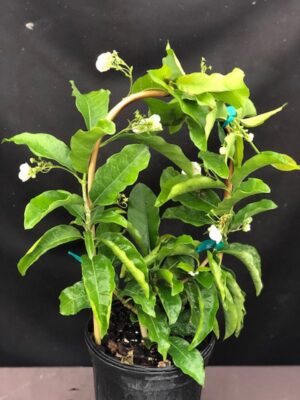 Vallaris solanacea - Bread Flower (4" pot) may ship pruned back - Image 2