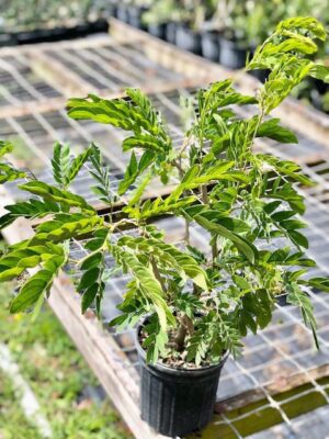 Calliandra haematocephala - Red Powder Puff (4" pot) - Image 3