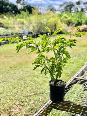 Calliandra haematocephala - Red Powder Puff (4" pot) - Image 2