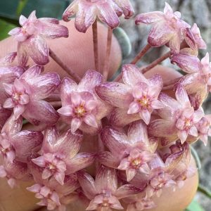 Hoya ‘Naga Princess’ (3" pot)