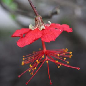 Hibiscus grandidieri - Red Chinese Lantern (4" pot)