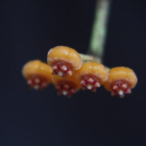 Hoya endauensis (4" HB)