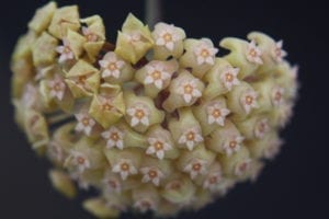 Hoya pachyphylla (FKA H. chuniana) (5" pot) - Image 6