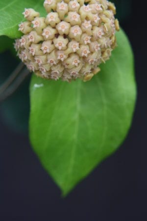 Hoya pachyphylla (FKA H. chuniana) (5" pot) - Image 8