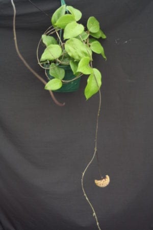 Hoya pachyphylla (FKA H. chuniana) (5" pot) - Image 15