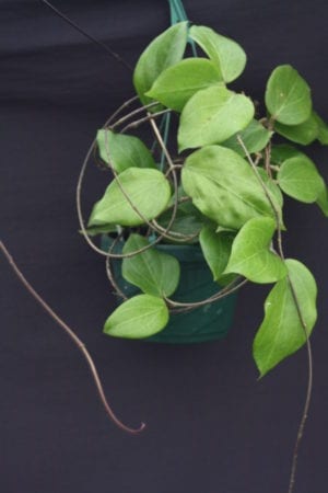 Hoya pachyphylla (FKA H. chuniana) (5" pot) - Image 16