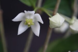 Hoya odorata (3" pot) (dollar add-on) (ONE add-on PER PERSON, extras WILL be removed from order) - Image 5