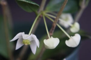 Hoya odorata (3" pot) (dollar add-on) (ONE add-on PER PERSON, extras WILL be removed from order) - Image 4