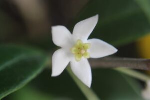 Hoya odorata (3" pot) (dollar add-on) (ONE add-on PER PERSON, extras WILL be removed from order) - Image 8
