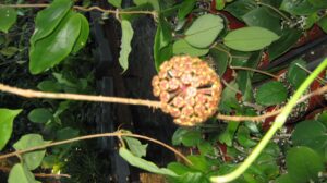 Hoya incrassata (6" HB specimen) - Image 10