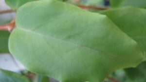 Hoya incrassata (6" HB specimen) - Image 14