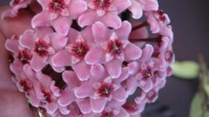 Hoya carnosa (clone with darker pink flowers) (2.5″ pot) – Gardino
