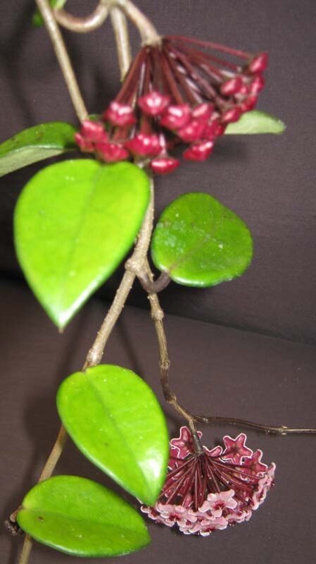 Hoya carnosa (clone with darker pink flowers) (2.5″ pot) – Gardino