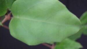 Hoya incrassata (6" HB specimen) - Image 16