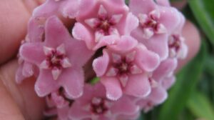 Hoya 'Minibelle' EPC-931 (2.5" pot) (blemishes) - Image 6