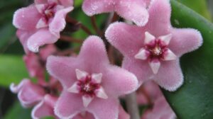 Hoya 'Minibelle' EPC-931 (2.5" pot) (blemishes) - Image 7