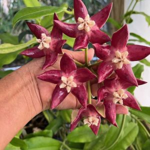 Hoya imperialis (6" pot)