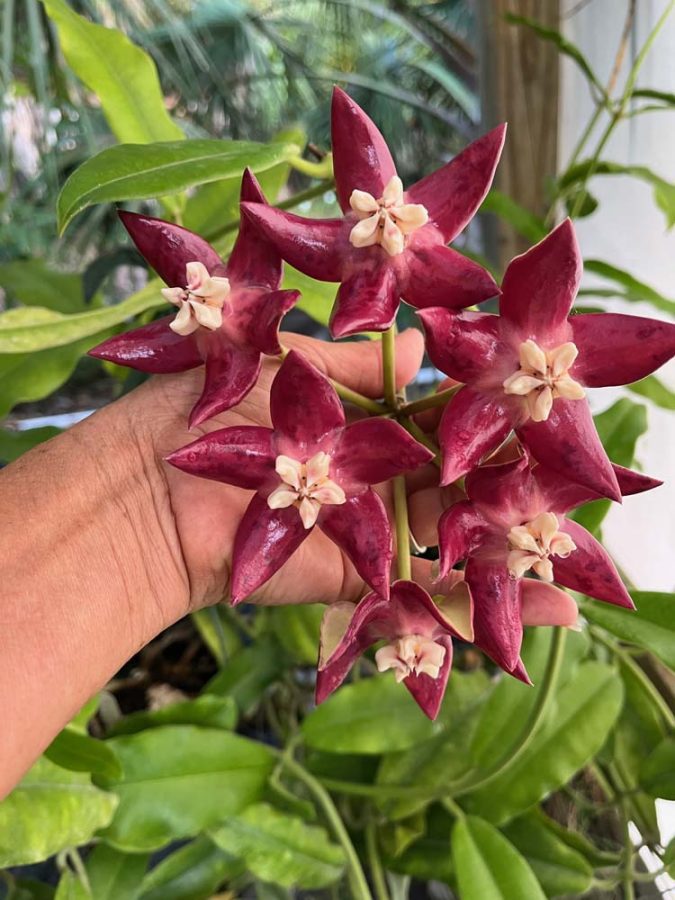 Hoya imperialis (6 pot)  Gardino Nursery