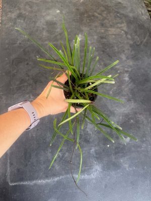 Hoya insularis (4" pot) - Image 2