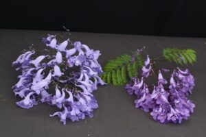 A comparison of 'Fairchild' and 'Sapphire.' The flowers of 'Fairchild' are on the left, and of 'Sapphire' on the right.