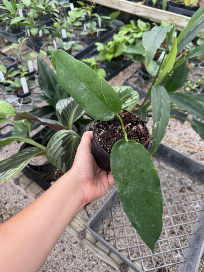 Hoya 'Kaimuki' (4" pot) - Image 2