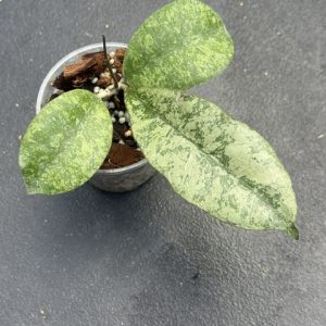 Hoya sp. Kalbar (splash/round leaf) (3" pot)