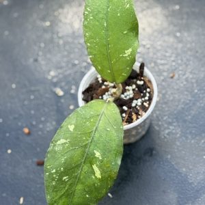Hoya sp. Aceh 'Green Kapi' (3.5" pot)
