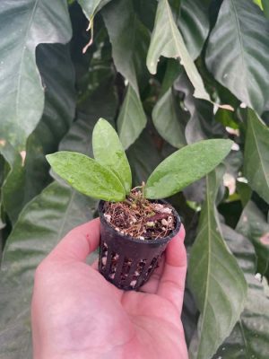 Hoya 'Linh' (MB1065) (2.5" pot) - Image 6
