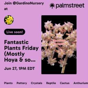 Hoya & Aroids LIVE SALE on the Palmstreet App / June 27th