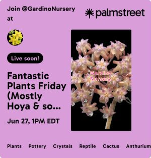 Hoya & Aroids LIVE SALE on the Palmstreet App / June 27th