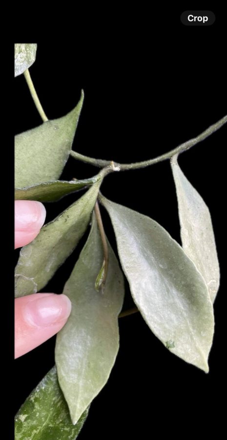 Hoya lacunosa 'Louisa's Silver' (3