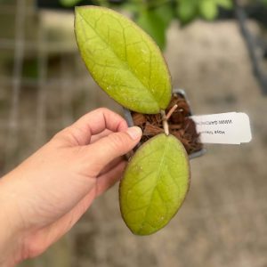 Hoya 'Mayumi' (UPT-002) (2.5" pot)