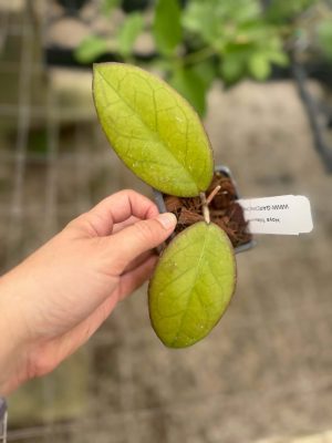 Hoya 'Mayumi' (UPT-002) (2.5" pot)