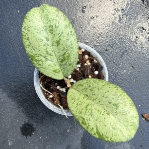 Hoya 'Meena' (silver) (3" pot)