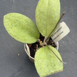 Hoya sp. Menak Sopal Silver (3" pot)