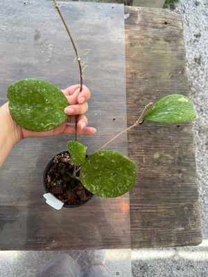 Hoya 'Michele' MB 1255 (4" pot) #1 - Image 2