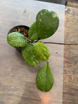 Hoya 'Michele' MB 1255 (4" pot) #2 - Image 2