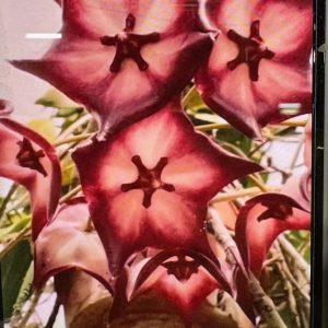 Hoya noid (Mr. Brant) (4" pot)