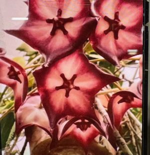 Hoya noid (Mr. Brant) (4" pot)