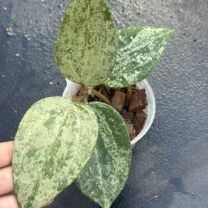Hoya latifolia (MRH) (3" pot)