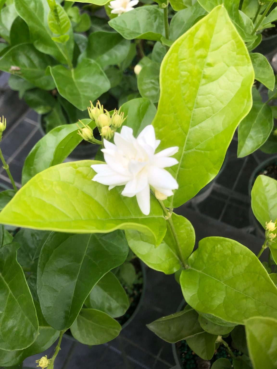 Jasminum sambac ‘Mysore Mulli’ Arabian Jasmine (4″ pot