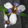 The walking iris, a surprisingly easy houseplant! - Laidback Gardener