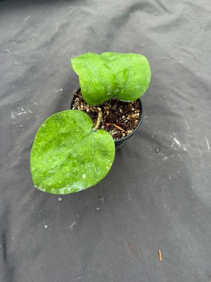 Hoya balaensis Ba Tong-Yala (4" pot) - Image 2