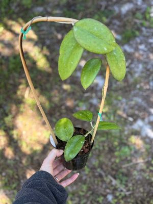 Hoya 'Noelle' (4" pot) - Image 2