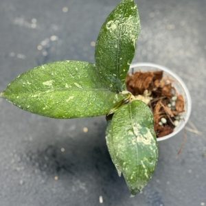 Hoya sp. Aceh noid (3" pot)