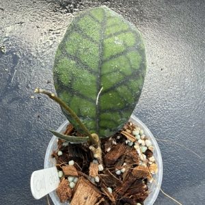 Hoya callistophylla 'Obsidian' (3" pot)